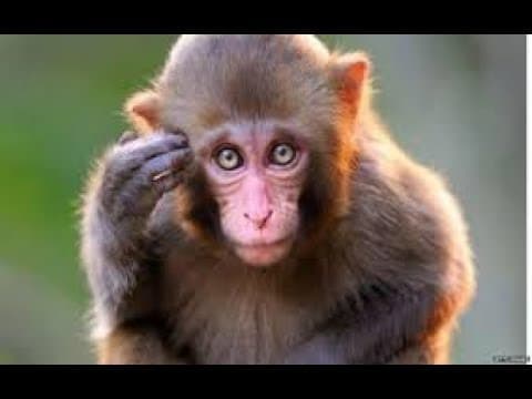 Did We Come From Monkeys?
