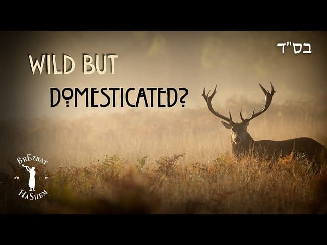 Hunting: How Does One Do Shechitah on a Kosher Wild Animal?