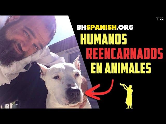 Reencarnación en el Judaísmo: ¿Reencarnamos en animales?