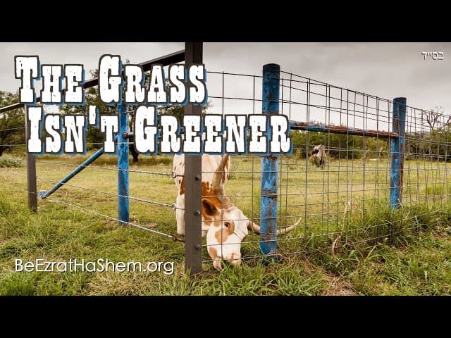 The Grass Isn't Greener, It Just Looks That Way