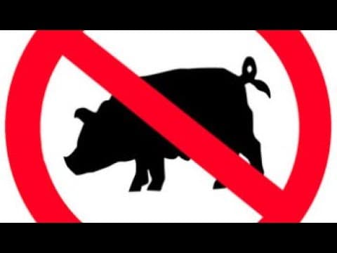 Why You Should Not Eat Pig? (eating kosher)
