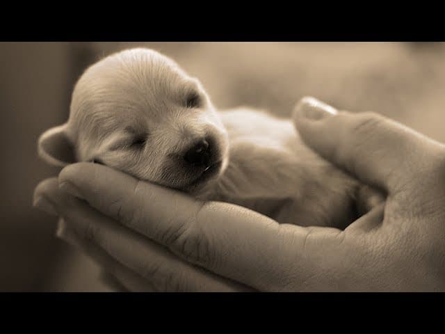 What Does The Torah Say About Animal Cruelty?   (4 Minutes)