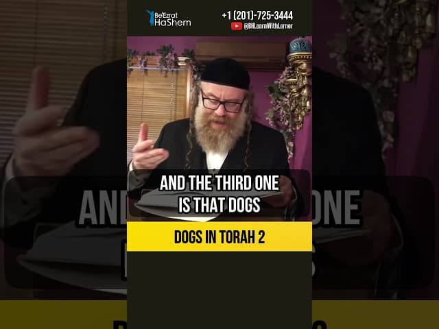 2️⃣ Dogs in Torah 🐶 How Hashem rewards His creations #shorts #torah