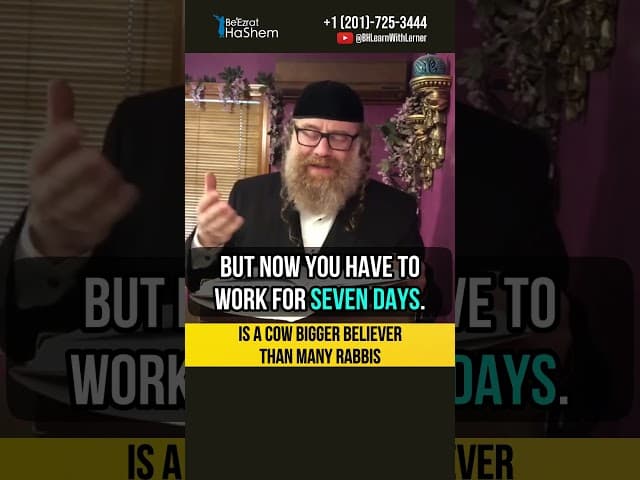 Is a cow bigger believer than many rabbis