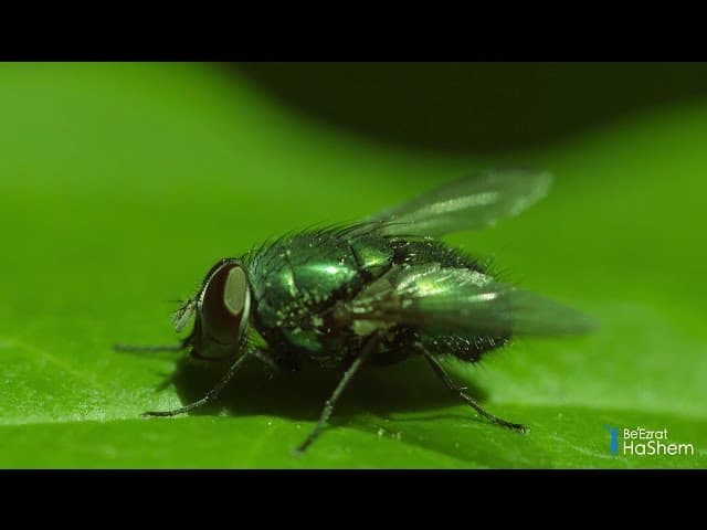 토라에 담긴 하늘에서 온 지식: 구전토라에 나와 있는 곤충과 전염병 (1분) Divine Knowledge in Torah: Insects & Infectious Diseases