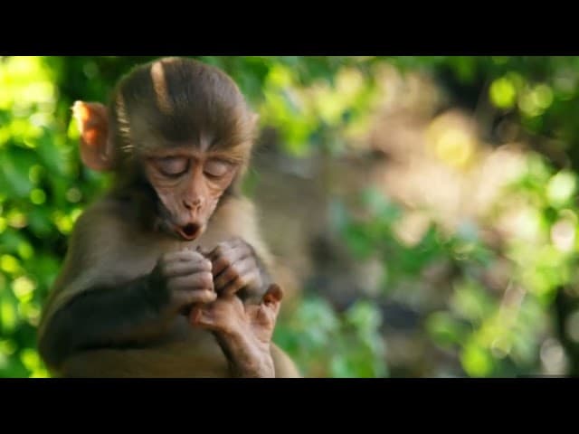 Who Teaches We Came From Monkeys (A BeEzrat HaShem Inc. Film)