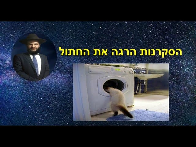 הסקרנות הרגה את החתול