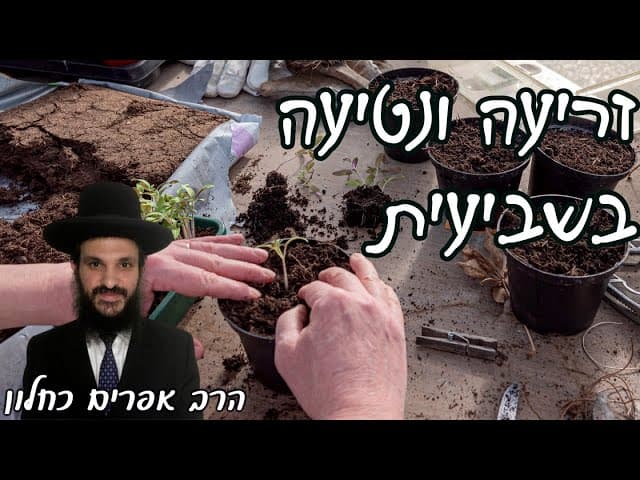 זריעה ונטיעה בשביעית | קצרים