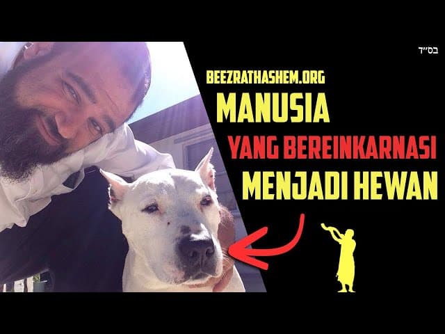 Reinkarnasi Dalam Yudaisme: Apakah Manusia Jadi Hewan?