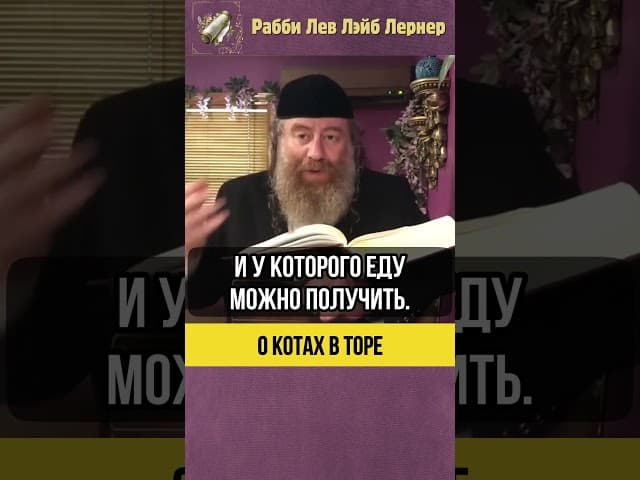 О котах в Торе 😸 Почему кот не помнит своего хозяина #shorts #тора
