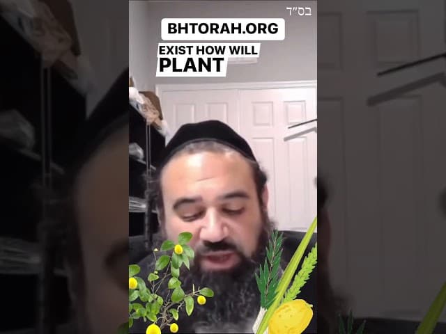 创造第三天的天使