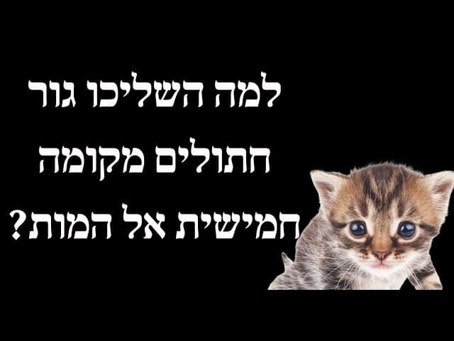 למה השליכו גור חתולים מקומה חמישית אל המות?