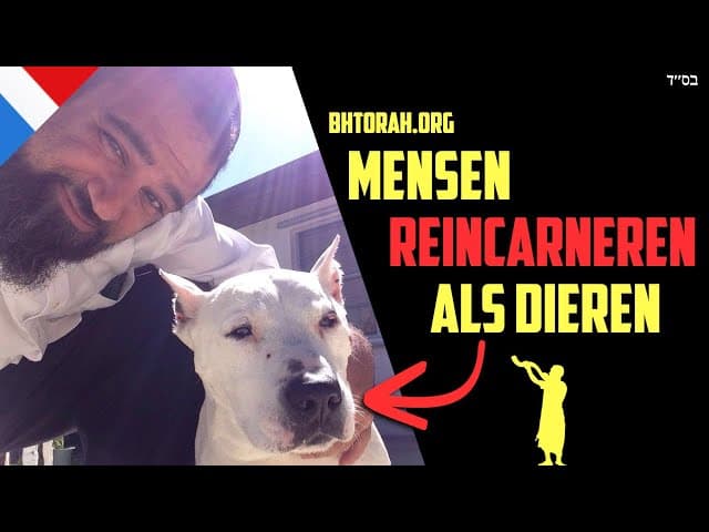 Reïncarnatie in Jodendom: Reïncarneren Als Dieren?