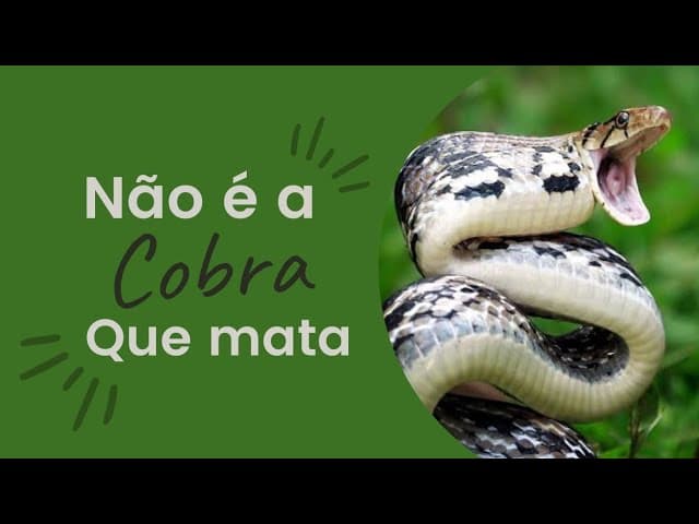 Não é a Cobra que Mata! ⚰☠