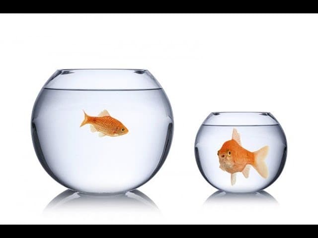Don't Be Jealous of Anyone (4 Minutes) by Rabbi Yaron Reuven
