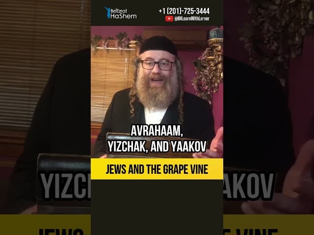 Jews and the grape vine 🍇 Importance of following the Jewish Tradition #shorts #torah