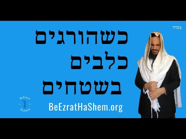 🐕🐕🐕כשהורגים כלבים בשטחים