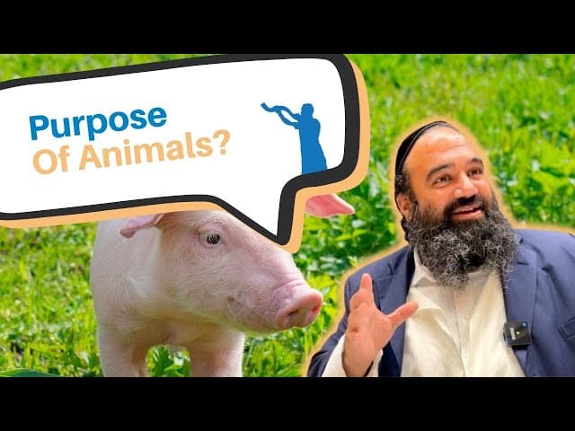 What is the purpose of animals?