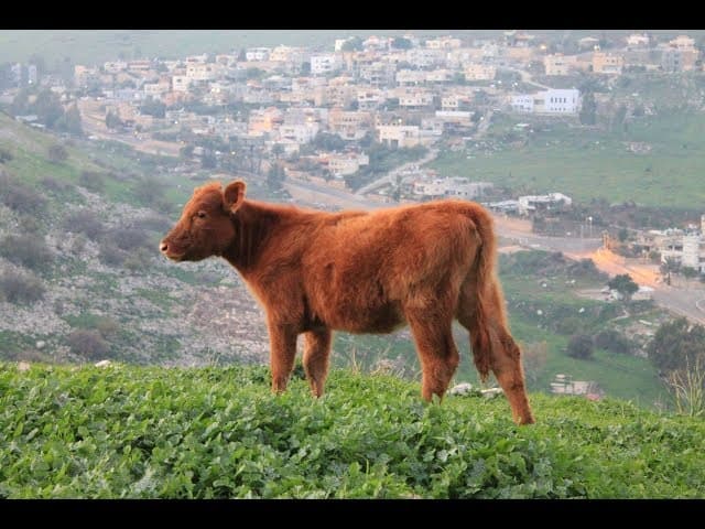 Understanding the Red Cow Will Save YOU When MaShiach Comes (7 Minutes)