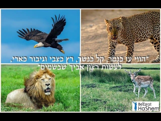 מה אפשר ללמוד מהחיות (פרקי אבות ה, כ) הרב אפרים כחלון