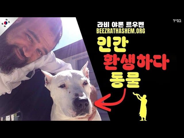 유대교의 환생: 사람은 동물로 환생하나요?