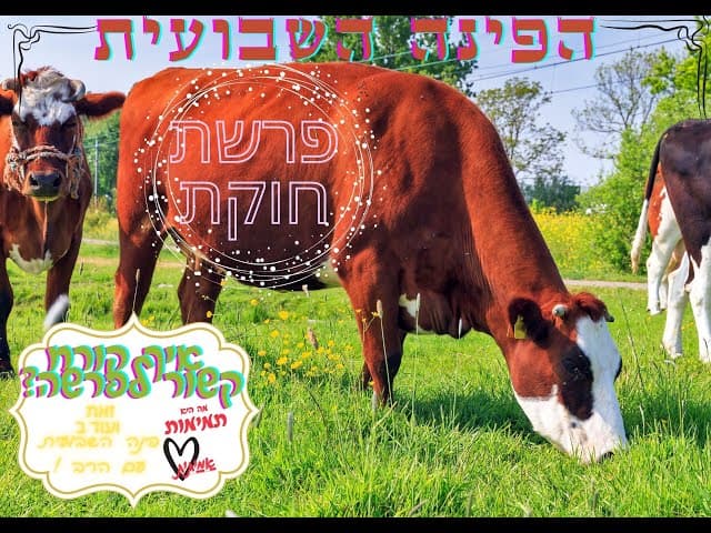 אחד על עם הרב ירון ראובן הפינה השבועית :"פרשת חוקת" מהו הסוד של  פרה אדומה ואיך זה מתקשר לקורח ?