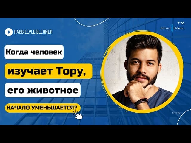 Когда человек изучает Тору, его животное начало уменьшается？