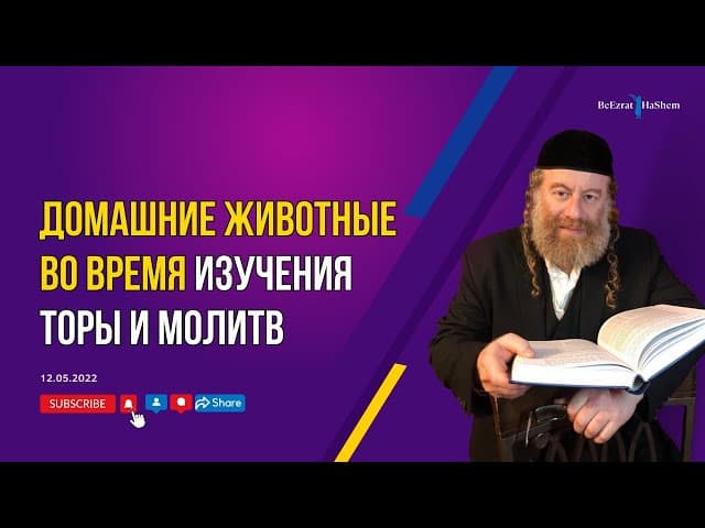 Домашние животные во время изучения Торы и молитв
