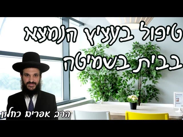טיפול בעציץ הנמצא בבית בשמיטה | קצרים