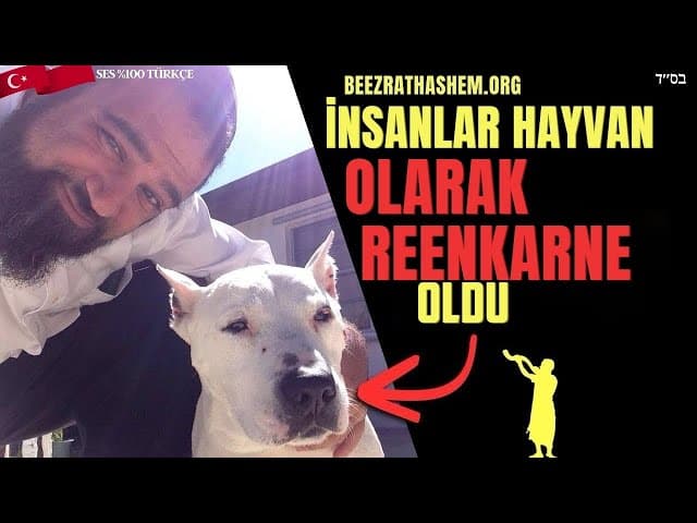 Yahudilikte reenkarnasyon: İnsanlar hayvan olarak döner mi?