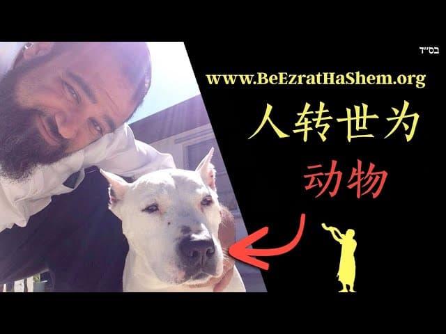 犹太教中的轮回：人会投胎为动物吗？