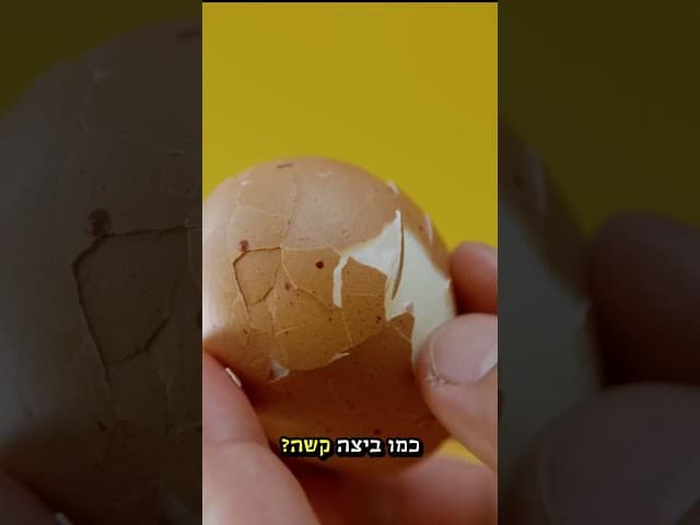 אתה שוקולד, ביצה או תפוח אדמה?