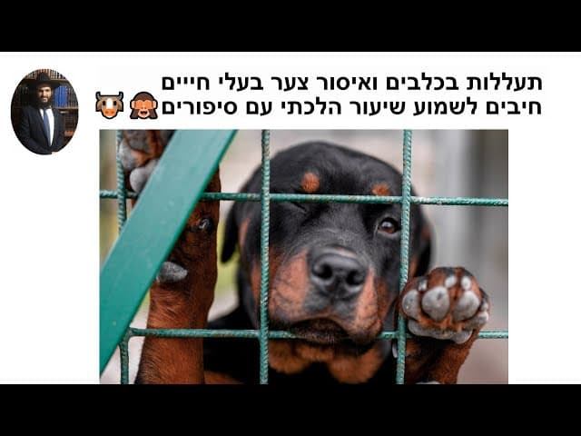 🐭🐷🙉 התעללות בכלבים ואיסור צער בעלי חייים חיבים לשמוע שיעור הלכתי עם סיפורים