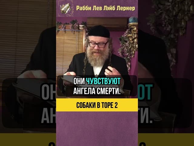 [2] Собаки в Торе 🐶 Как Вс вышний награждает Свое творение #Тора #shorts