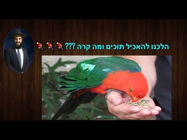 הלכנו להאכיל תוכים ומה קרה???
