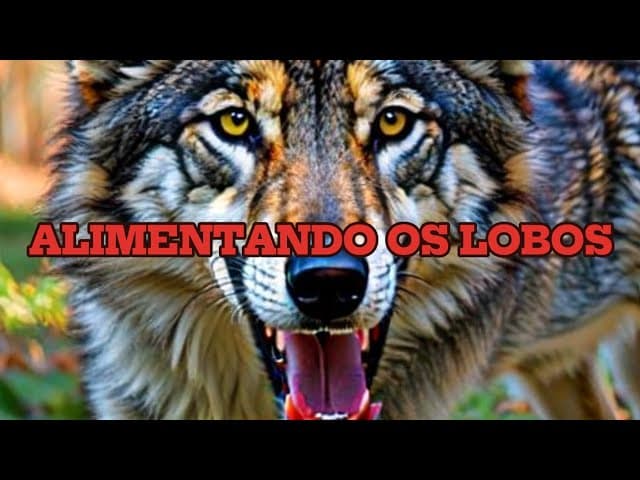 Alimentando os Lobos