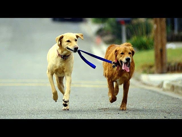 Walking Your Dog on Shabbat