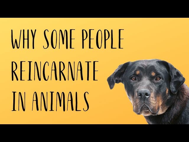 WHY SOME PEOPLE REINCARNATE IN ANIMALS?