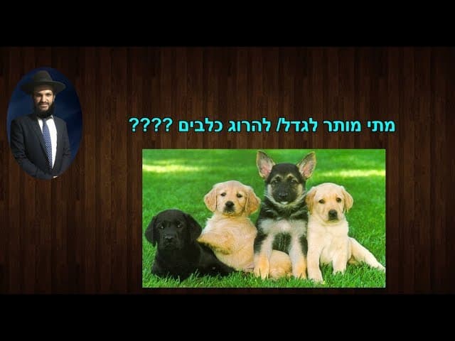 מתי מותר לגדל/ להרוג כלבים????😺🙀🐶🐶