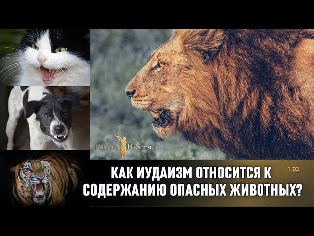 Как иудаизм относится к содержанию опасных животных? 🐅