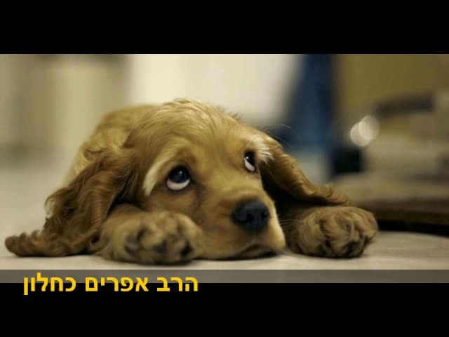 כלבים בוכים הרב אפרים כחלון