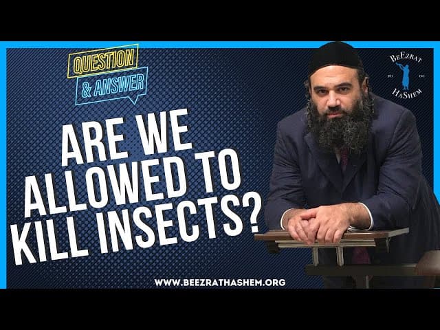 ARE WE ALLOWED TO KILL INSECTS?