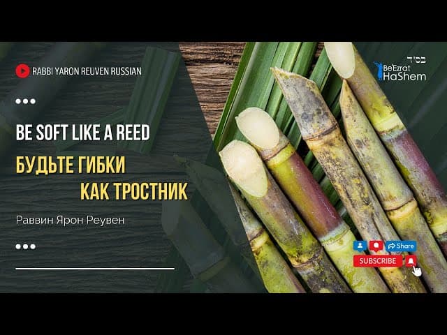 Будьте гибки как тростник | Раввин Ярон Реувен