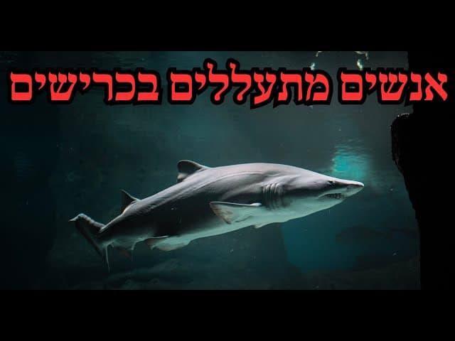 אנשים מתעללים בכרישים