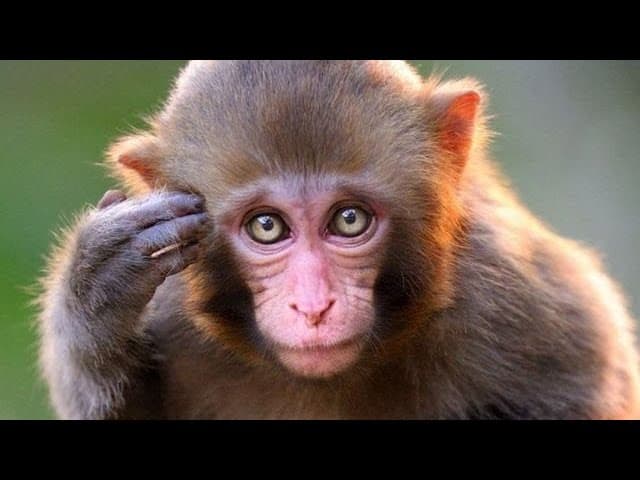 Stammen wir von Affen ab? | Rabbiner Yaron Reuven