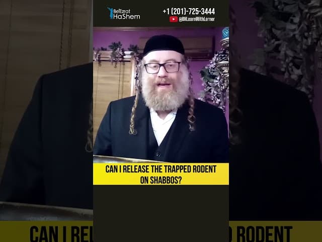 Can I release the trapped rodent on Shabbos? #Torah #shorts