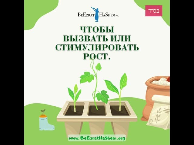 Мелаха Зореа  Посев