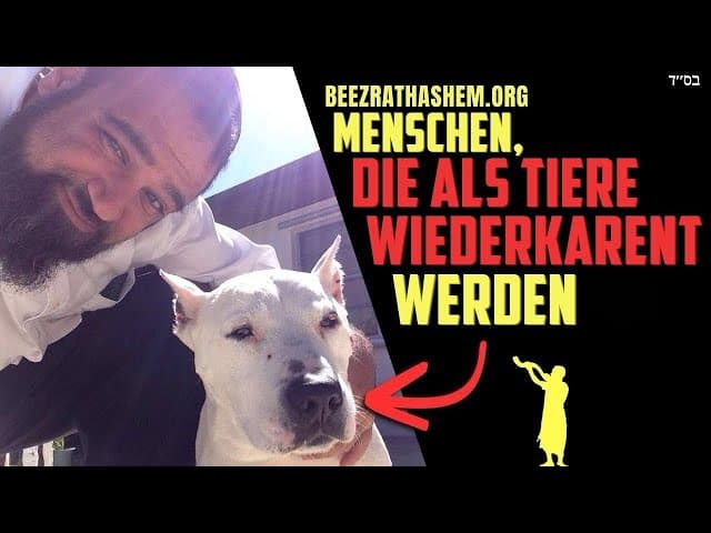 Reinkarnation im Judentum: Reinkarnieren als Tiere?