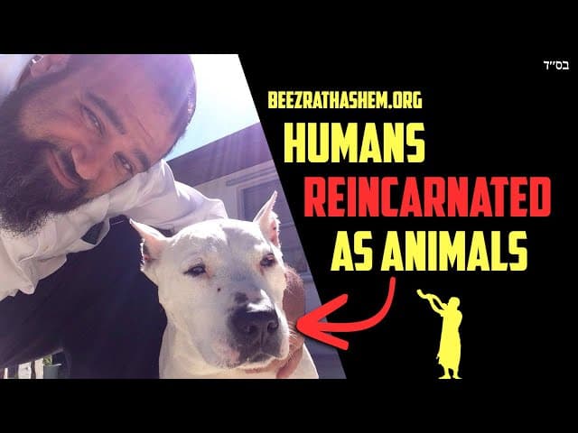 Reincarnation In Judaism: Do People Reincarnate As Animals?