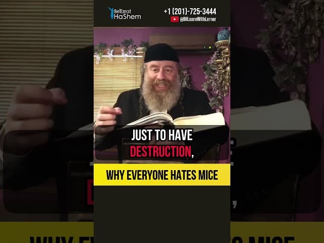 Why everyone hates mice 🐭 Problems in your life #shorts #torah